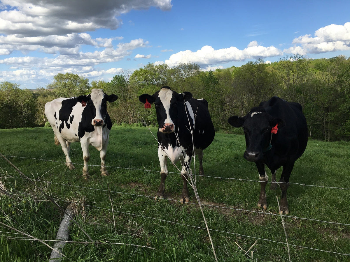 From the Cow to the Carton: How we get milk to your table!